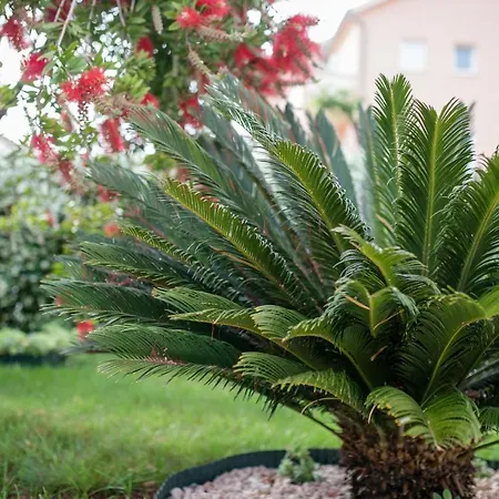 Marica Beg Appartamento Palit